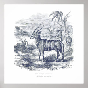Affiche Bongo Antelope Premium Canvas (Gloss)