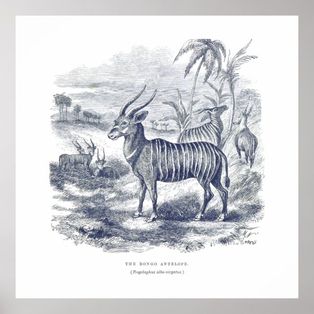 Affiche Bongo Antelope Premium Canvas (Gloss) (Devant)