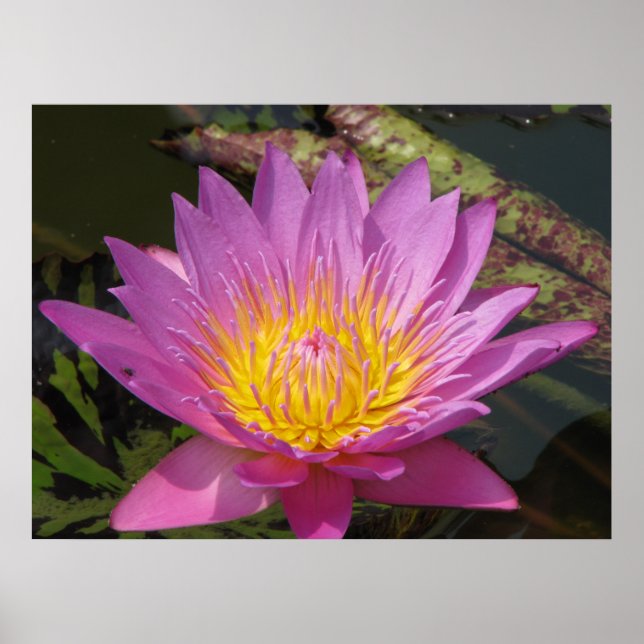 Affiche Bonjour (Devant)