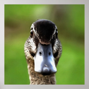 Affiche Bonjour Ducky Quirky Duck Portrait