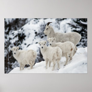 Affiche Bonne famille de moutons