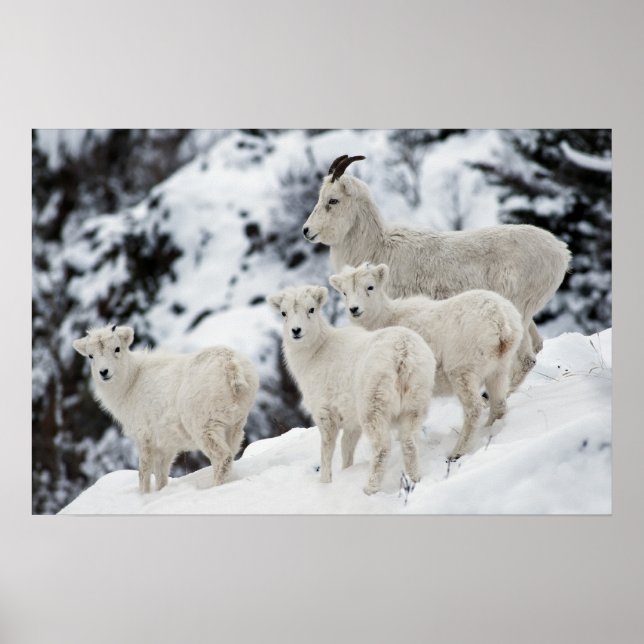 Affiche Bonne famille de moutons (Devant)