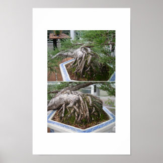 Affiche bonsaï