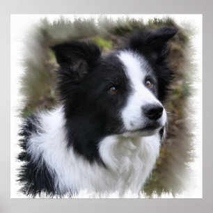 Affiche Border collie art