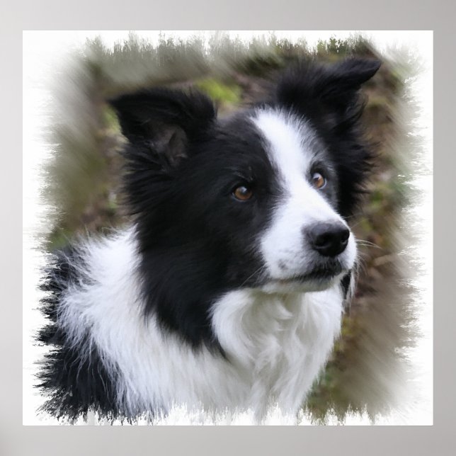 Affiche Border collie art (Devant)