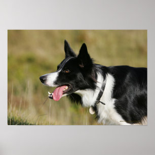 Affiche Border collie haletant le Headshot 2