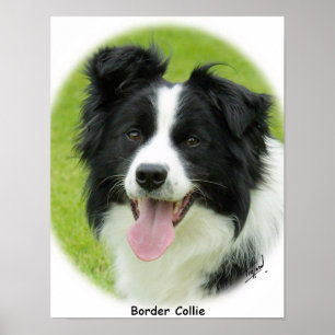 Affiche Bordure Collie 9A14D-25