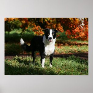 Affiche Bordure Collie Automne Debout