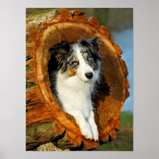Affiche Bordure Collie bleu Merle Portrait de chien - Phot (Devant)