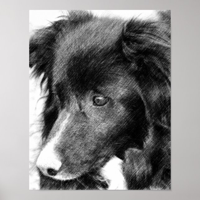 Affiche Bordure Collie crayon face Art #2 (Devant)
