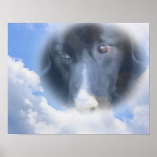 Affiche Bordure Collie Eyes Blue Sky Chien Art