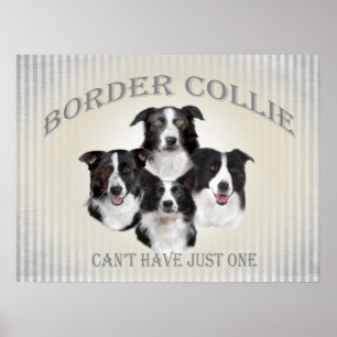 Affiche Bordure Collie ne peut pas avoir seulement une aff