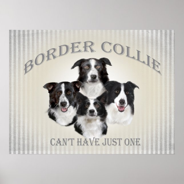 Affiche Bordure Collie ne peut pas avoir seulement une aff (Devant)