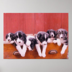 Affiche Bordure Collie Puppies Dans Peinture De Tiroir