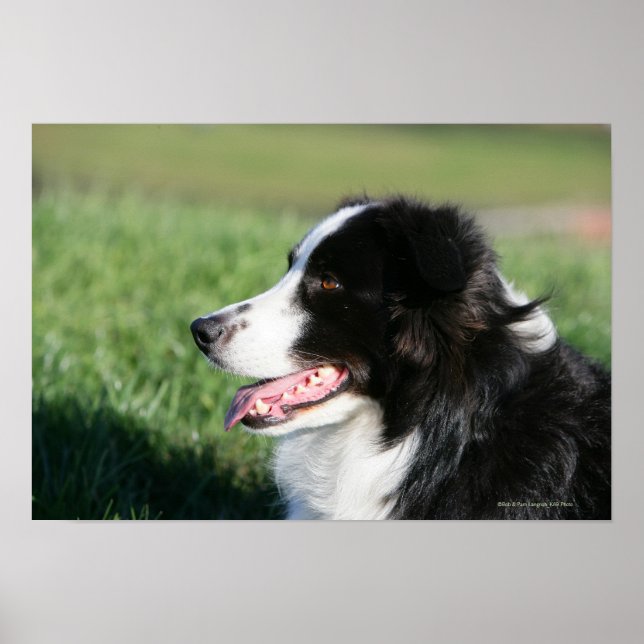Affiche Bordure Collie Puppy S'Éclatant (Devant)