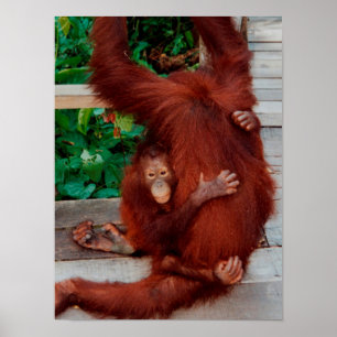 Affiche Bornéo orangoutan