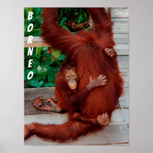 Affiche Borneo orangutan