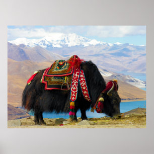 Affiche Bos Grunniens de yaks près de lac Thibet Yamdrok