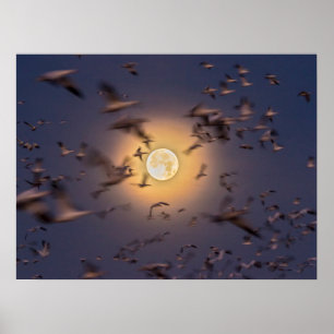 Affiche Bosque del Apache National Wildlife Refuge