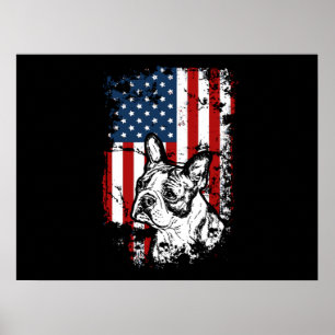 Affiche Boston terrier
