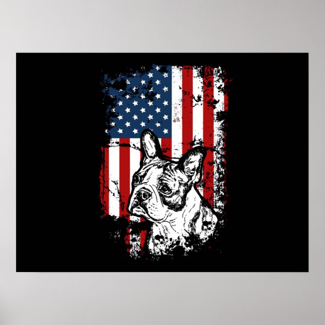 Affiche Boston terrier (Devant)
