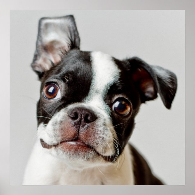 Affiche Boston Terrier (Devant)