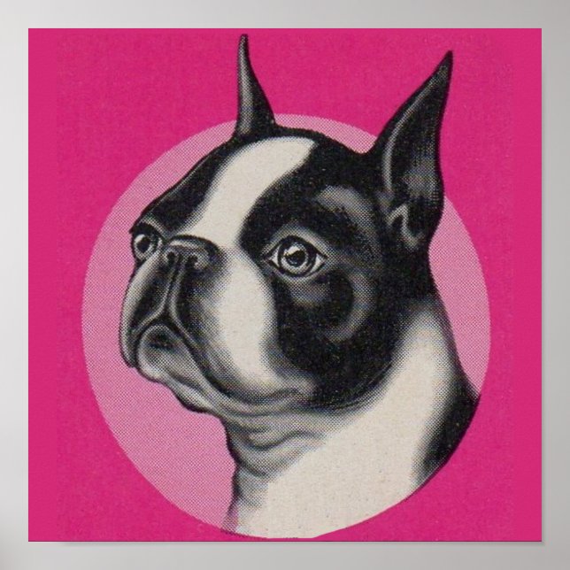 Affiche Boston terrier (Devant)