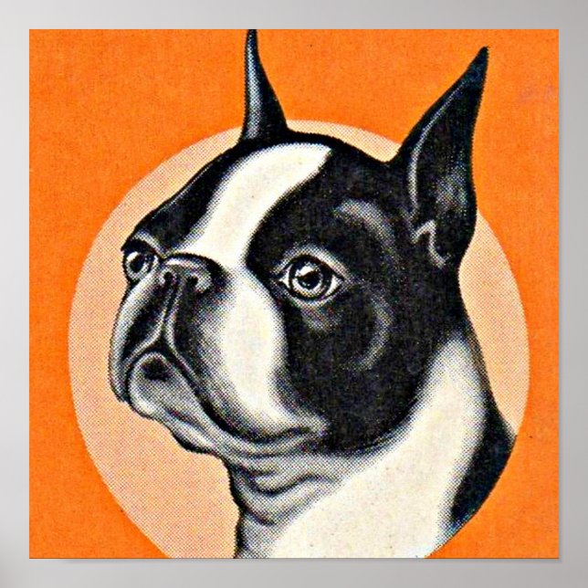 Affiche Boston terrier (Devant)