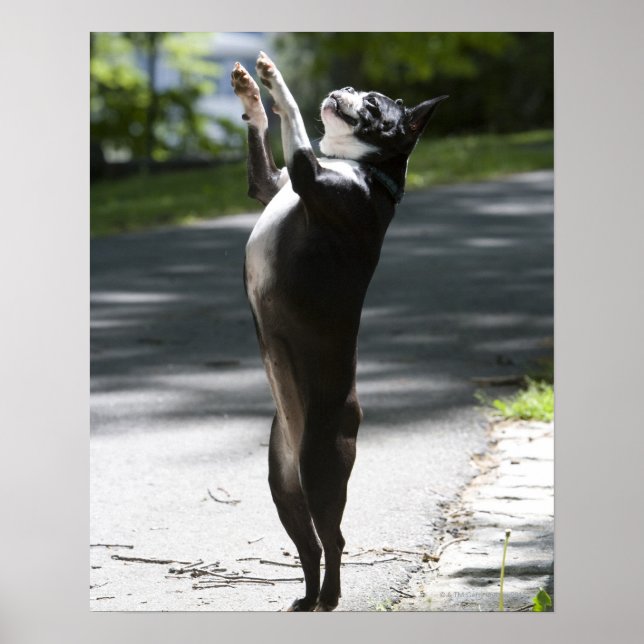 Affiche Boston Terrier 2 (Devant)
