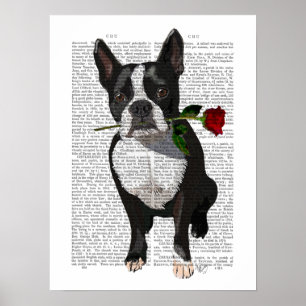 Affiche Boston Terrier avec Rose à la bouche
