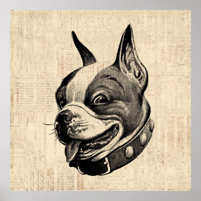 Affiche Boston Terrier Chien adorable Chien animal de comp (Devant)