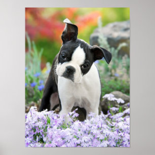 Affiche Boston Terrier Chien Chien Chien Puppy, une jolie 