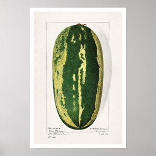 AFFICHE BOTANICAL "WATERMELON" AMANDA ALMIRA NEWTON