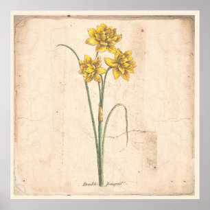 Affiche botanique antique d'impression de Jonquils