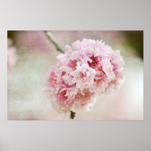 Affiche Botanique Cherry Blossom