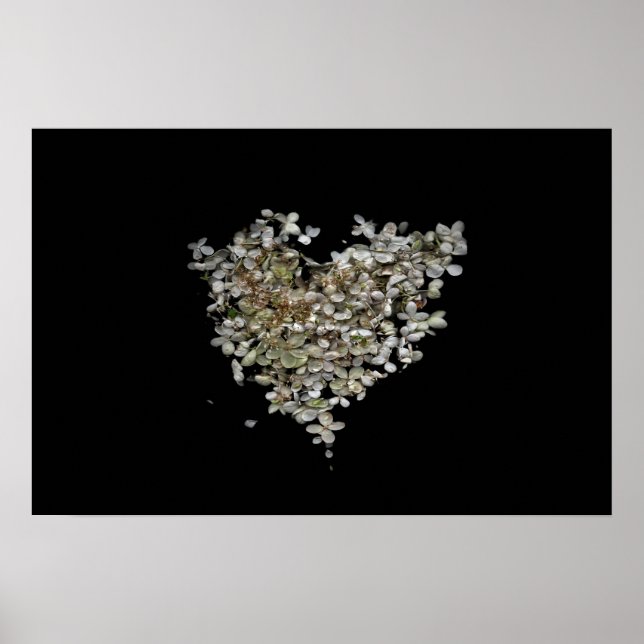 Affiche botanique Cœur d'hortensia (Devant)