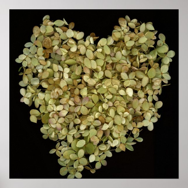 Affiche botanique Cœur d'hortensia |Lovely2 (Devant)