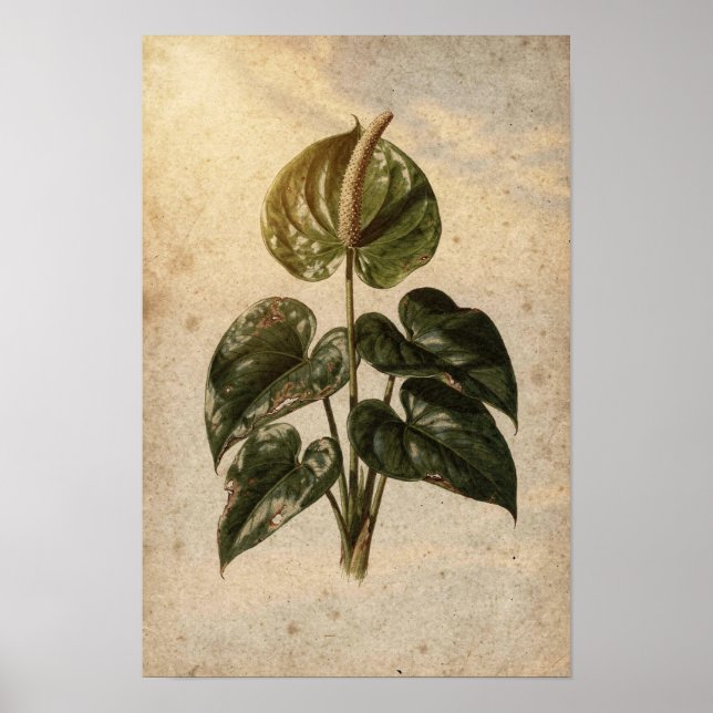 Affiche botanique d'anthurium (Devant)