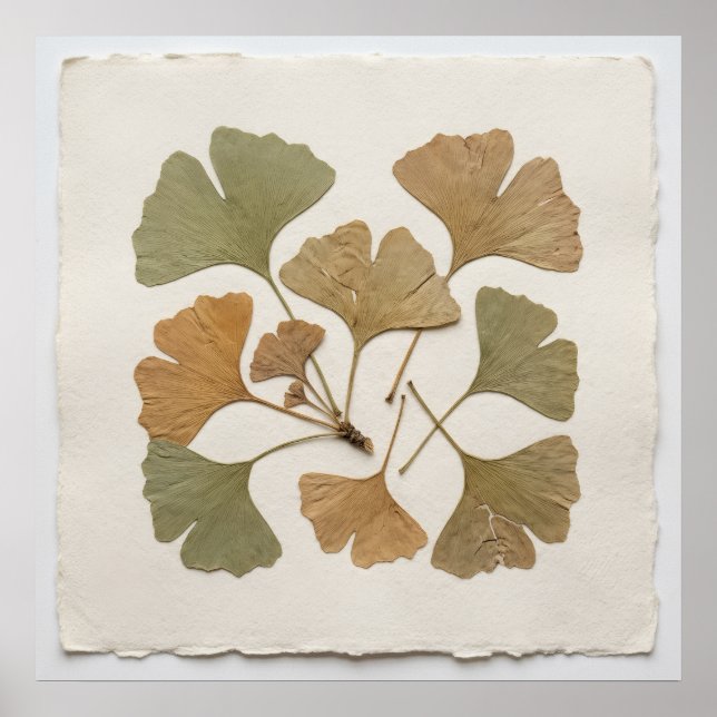 Affiche botanique de feuille de Ginkgo (Devant)
