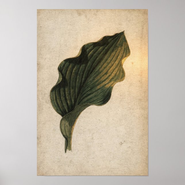 Affiche botanique de feuille d'Hosta vert profond (Devant)