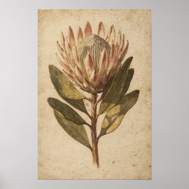 Affiche botanique de fleur de Protéa rose (Devant)