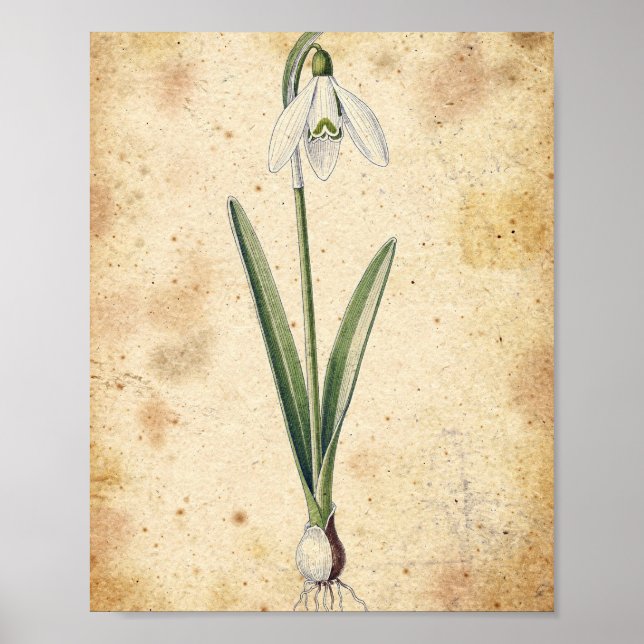 Affiche botanique de fleur et de bulbe de perce-ne (Devant)