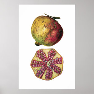 Affiche botanique de fruit de GRENADE