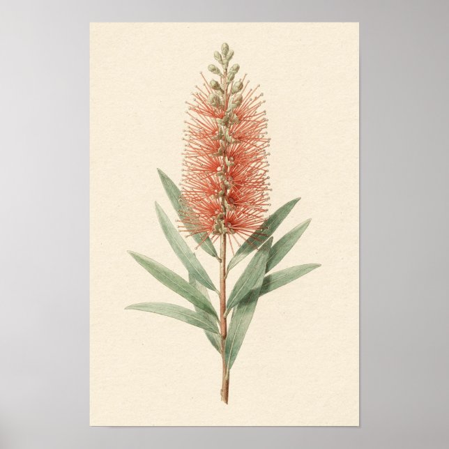 Affiche botanique de la fleur de brosse à bouteill (Devant)