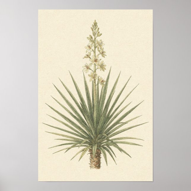 Affiche botanique de la plante de Yucca (Devant)