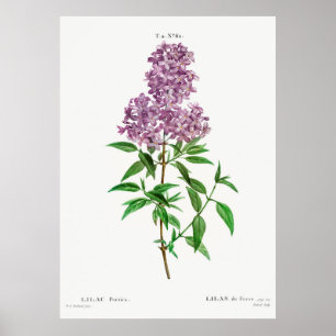 Affiche Botanique de Lilac