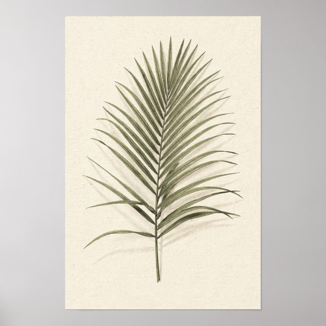 Affiche botanique de palme verte (Devant)