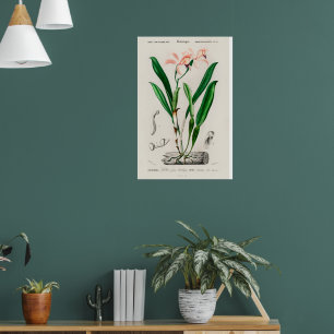 Affiche botanique d'orchidée Cattleya rose vintage