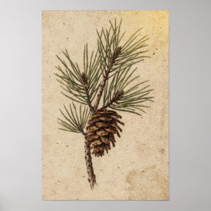 Affiche botanique d'un cône de pin et d'une branch