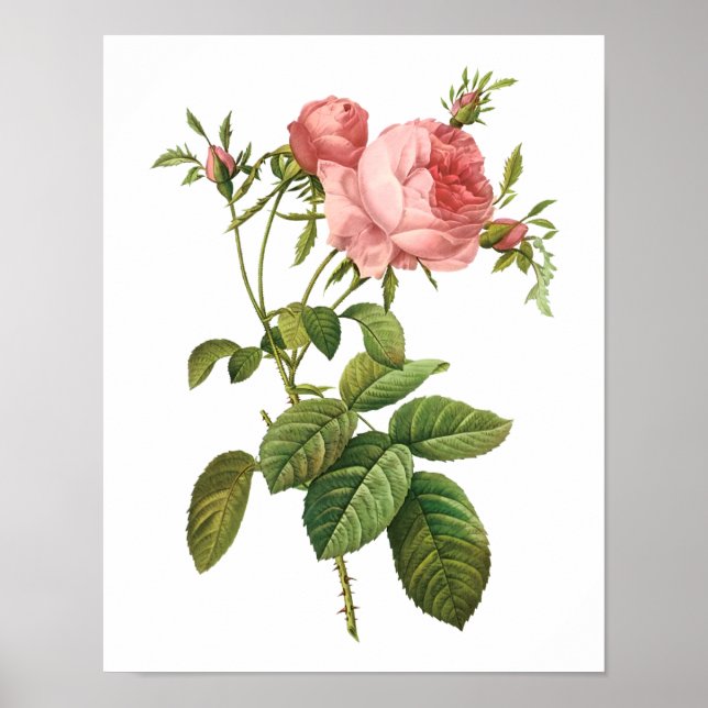 Affiche Botanique Rosa Centifolia Goliacea Redoute (Devant)